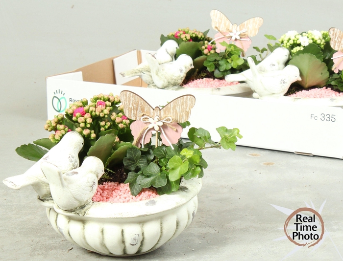 <h4>ARR KAMERPL</h4>