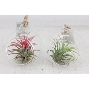 arr3 CP - Mini glas bol red white