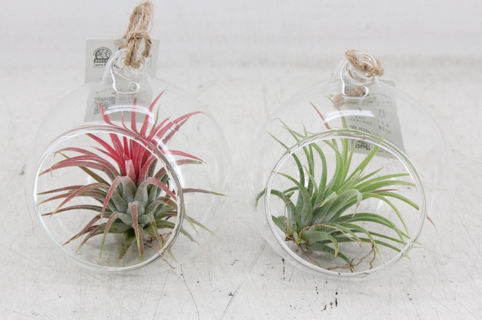 <h4>arr3 CP - Mini glas bol red white</h4>