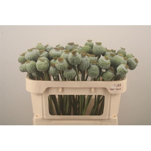 Papaver Som Zaaddozen