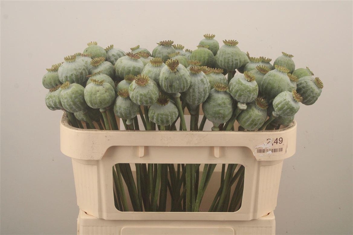 <h4>Papaver Som Zaaddozen</h4>