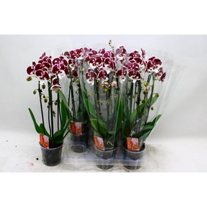 PHAL EL CASCADE