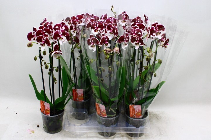 <h4>PHAL EL CASCADE</h4>