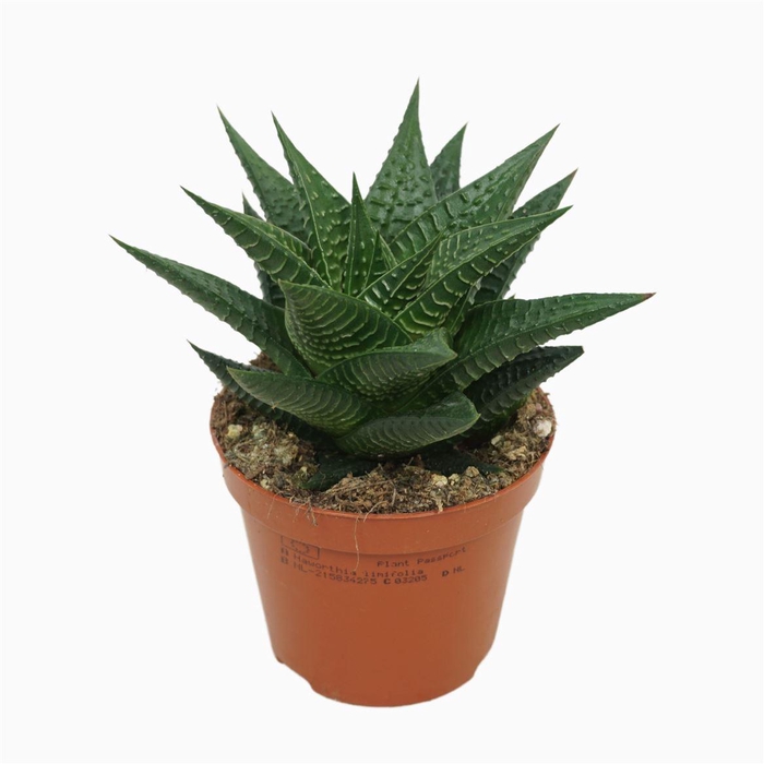 arr8 Haworthia Li