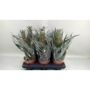 Ananas  'Rosita'
