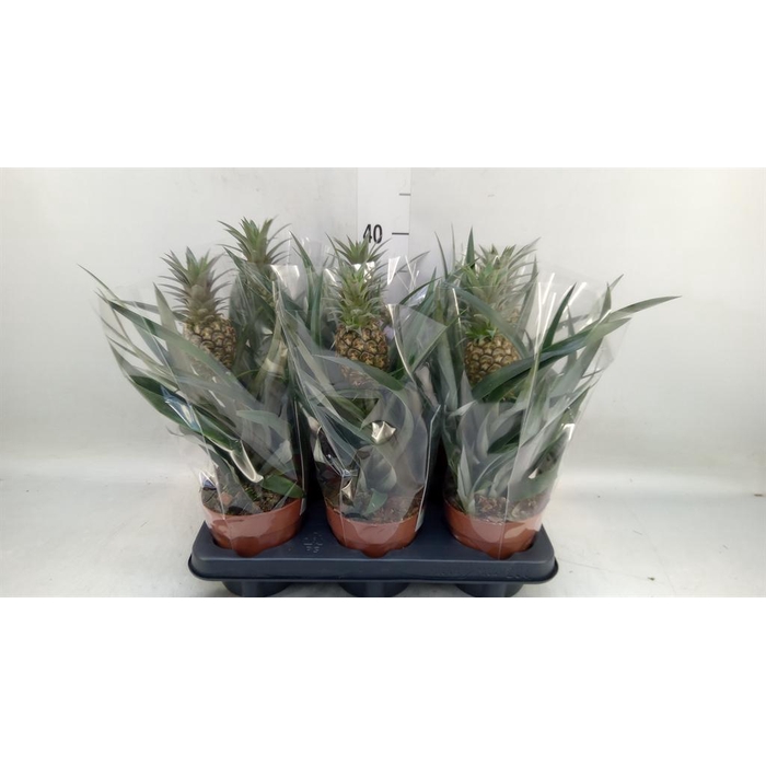 <h4>Ananas  'Rosita'</h4>