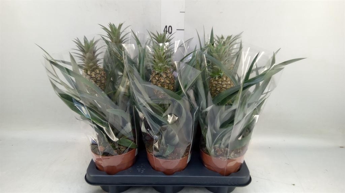 <h4>Ananas  'Rosita'</h4>