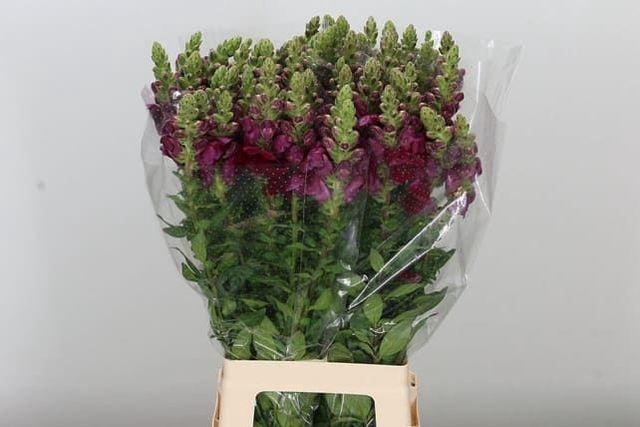 <h4>ANTIR POTO CRIMSON</h4>