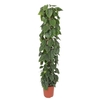 Philodendron scandens