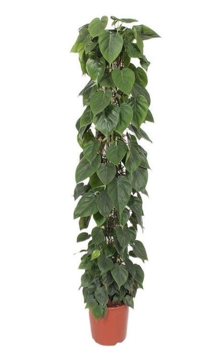 <h4>Philodendron scandens</h4>