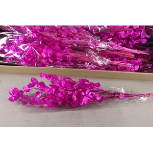 DF Lunaria Bs Shiny Fuchsia