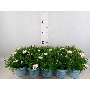 Argyranthemum  'La Rita Comp White'
