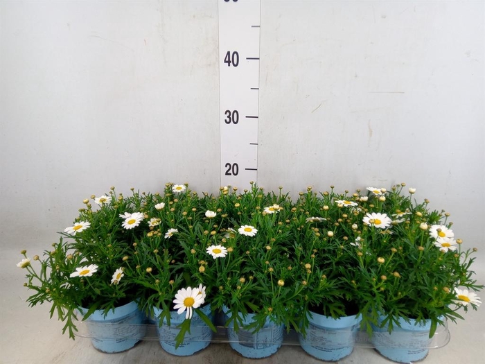 <h4>Argyranthemum  'La Rita Comp White'</h4>