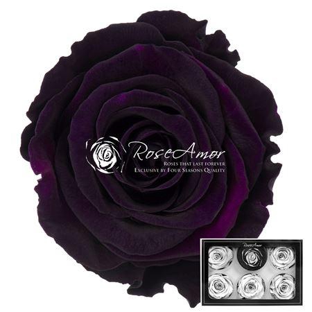 <h4>Pr 1 Pur01 Xl</h4>