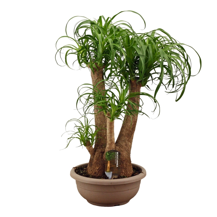 <h4>Beaucarnea vertakt compact in 30 cm schaal</h4>