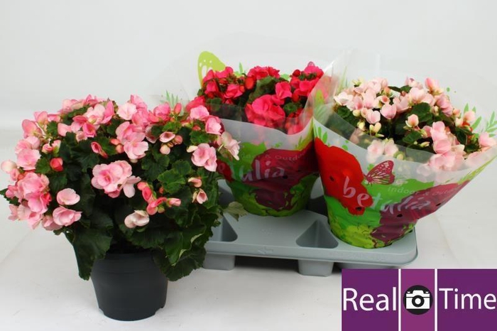 <h4>Beg En Betulia Gem</h4>