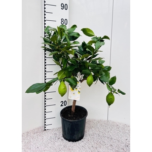 Citrus limone Lemon on stem