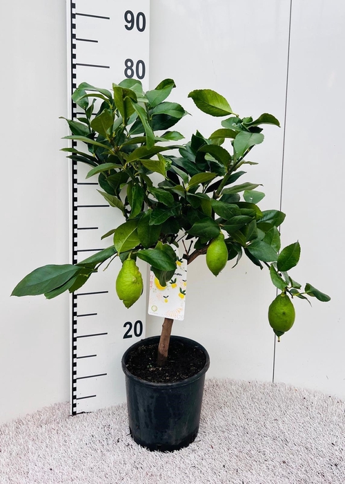 <h4>Citrus limone Lemon on stem</h4>