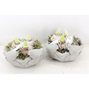 arr4 Hyacint PL - Vogel schaaltje LED x6