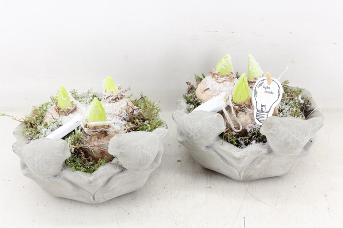 <h4>arr4 Hyacint PL - Vogel schaaltje LED x6</h4>