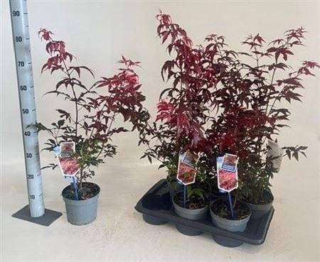 <h4>Acer Palmatum Atropurpureum</h4>