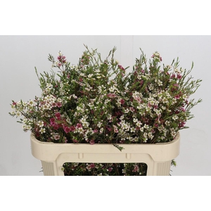 Chamelaucium uncinatum 'Dual Star'