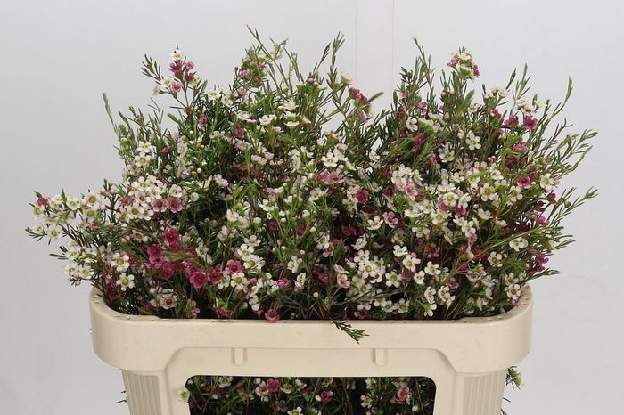 <h4>Chamelaucium uncinatum 'Dual Star'</h4>