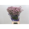 Limonium Pink Diamond