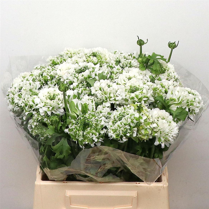 <h4>Ran Ponpon Igloo Green White Super</h4>