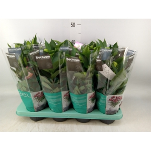 Lilium ori.   ...mix