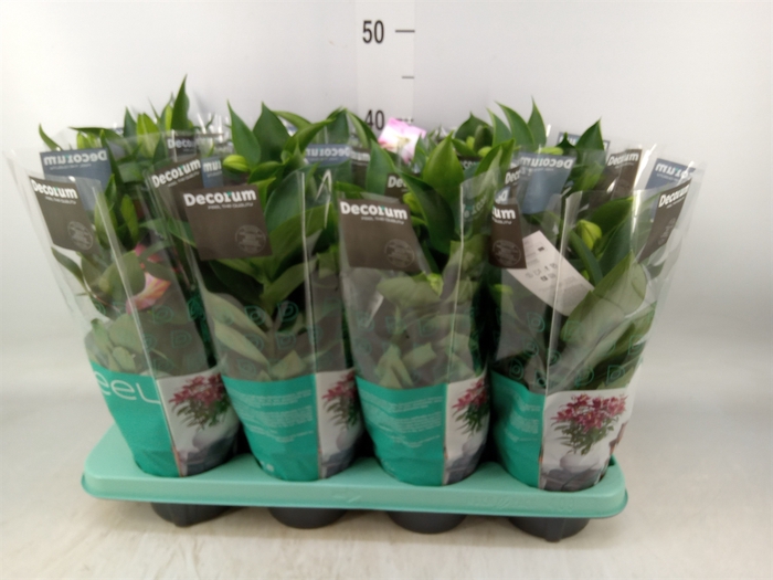 <h4>Lilium ori.   ...mix</h4>