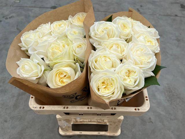 Rosa Garden Chic White