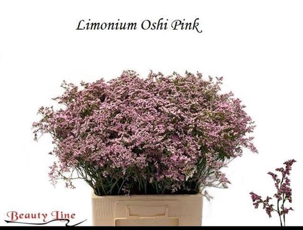 <h4>LIM SAF OSHI PINK</h4>
