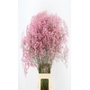 GYPS KLB DISCOVERY PINK