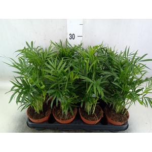 Chamaedorea elegans