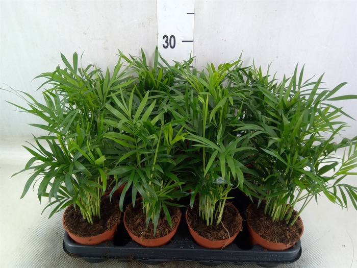 <h4>Chamaedorea elegans</h4>