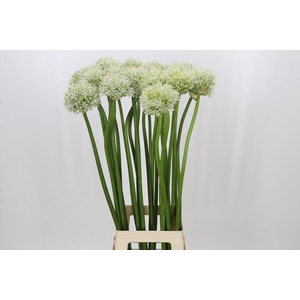 Allium Mount Everest
