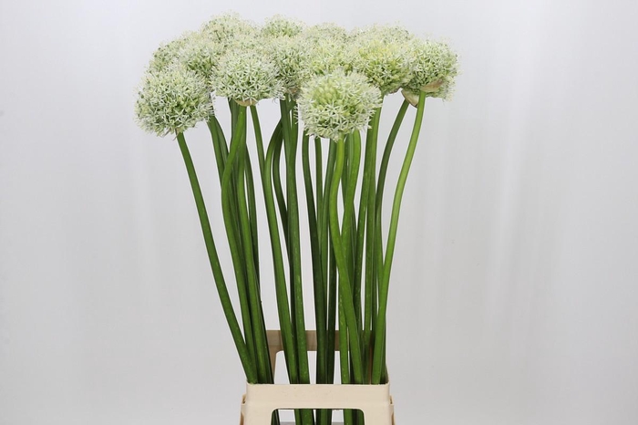 <h4>Allium Mount Everest</h4>