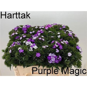 Di Barb Purple Magic