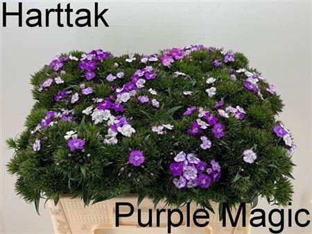 <h4>Di Barb Purple Magic</h4>