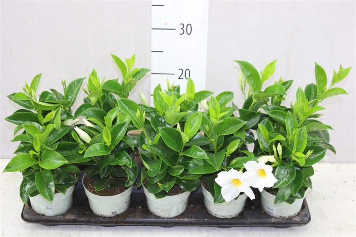<h4>Mandevilla Wit</h4>