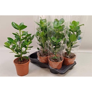 Clusia rosea Princess 17Ø 55cm 1pp