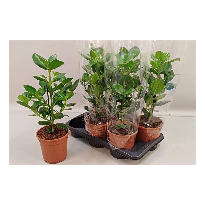 <h4>Clusia rosea Princess 17Ø 55cm 1pp</h4>