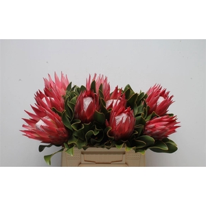 PROTEA CY MADIBA