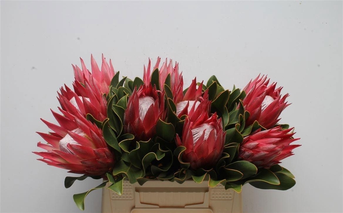 <h4>PROTEA CY MADIBA</h4>