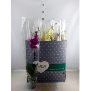 Phalaenopsis   ...mix