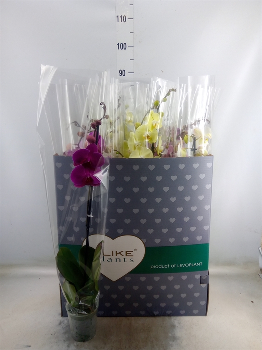 <h4>Phalaenopsis   ...mix</h4>