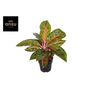 Aglaonema Lychee Red