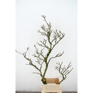MAGNOLIA GRILLIG PER STEM 160CM
