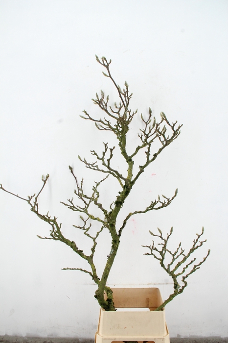<h4>MAGNOLIA GRILLIG PER STEM 160CM</h4>